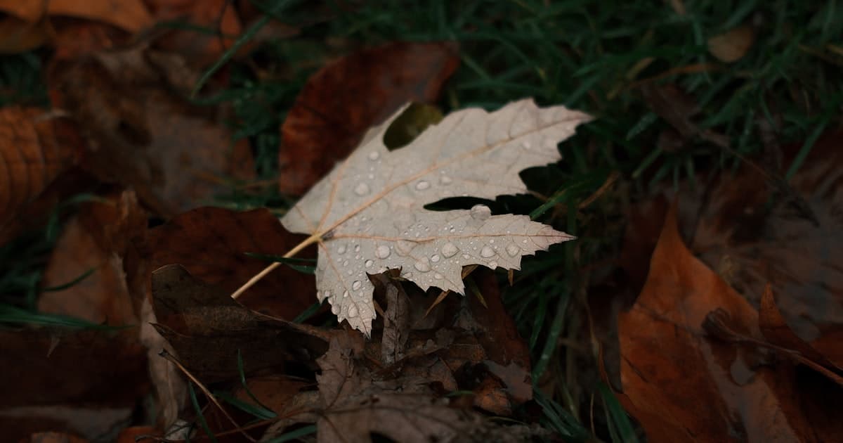 Wet autumn leaves scattered on green grass